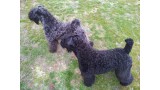 Kerry Blue Terrier. Geisha y Purito atentos a las ovejas