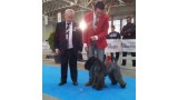 Kerry Blue Terrier. Corben Dallas de La Cadiera BOB