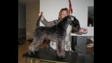 Kerry Blue Terrier. La Cadiera Fenomeno Azul. Exc. 1 - CCJ - BOB Clase Jovenes. Exc. 1 - CCJ - BOB Clase Jovenes. 