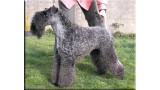 Kerry Blue Terrier. La Condesa Lamanquesa de La Cadiera. 