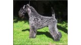 Kerry Blue Terrier. Multi Ch. Leto Atreides de La Cadiera