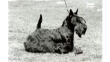 Scottish Terrier. Brueik Flashman.