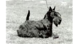 Scottish Terrier. Brueik Flashman. Scottish Terrier. Brueik Flashman.