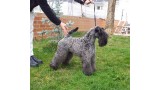 Kerry Blue Terrier.  Ch. La Cadiera Felicity.