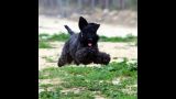 Kerry Blue Terrier. Nua corriendo