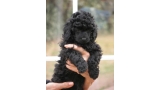 Caniche. Camada 3N. La Cadiera Negra Flor con 6 semanas. Caniche. Camada 3N. La Cadiera Negra Flor con 6 semanas.