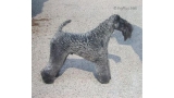 Kerry Blue Terrier. Ch. Kamaghan Mr Bombastic.