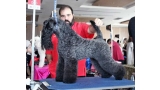 Kerry Blue Terrier. Multi Ch. Bluemont Analivia Purabella de La Cadiera.