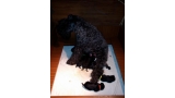 Kerry Blue Terrier. Camada 3I con 3 días.
