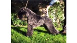 Kerry Blue Terrier. Ch. Namor de La Cadiera. 