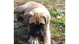 Bullmastiff. Tuffnell Lady Hawk.