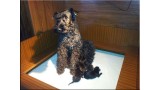 Kerry Blue Terrier. Camada 3E. 
