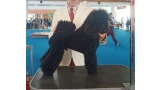 Caniche. Black Dominanta Grand Prix. Exc. 1º   CCJ   Mejor de Raza Joven.