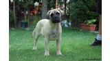 Bullmastiff. Bona Dea De El Tiaso. Bullmastiff. Bona Dea De El Tiaso.