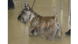Scottish Terrier. Jerrymor Claudio. Scottish Terrier. Jerrymor Claudio.
