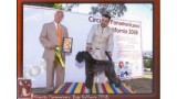 Kerry Blue Terrier. Ch. El Padrino de La Cadiera at Bluemont. 