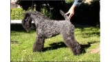 Kerry Blue Terrier. Multi Ch. Nenufar Urdina de La Cadiera