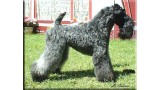 Kerry Blue Terrier. Kerry Blue Terrier.
