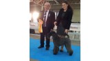 Kerry Blue Terrier. Exc. 1ª   Mejor Ejemplar Clase Veteranos   B.I.S. Clase Veteranos.