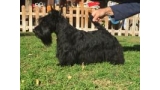 Scottish Terrier. MINNIE DE TREYSAS.