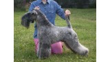 Kerry Blue Terrier. Ekstrim Show Velidiy Gsudar Lubvi .  Kerry Blue Terrier. Ekstrim Show Velidiy Gsudar Lubvi .