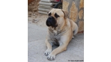 Bullmastiff. Artemisa De El Tiaso.