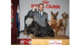 Scottish Terrier. De Magic Illusions Acdc At Treysas´s. Scottish Terrier. De Magic Illusions Acdc At Treysas´s.