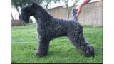 Kerry Blue Terrier. Doña Ines de La Cadiera. 