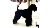 Kerry Blue Terrier.  Ch. Chelines Blue Danube. Kerry Blue Terrier.  Ch. Chelines Blue Danube.