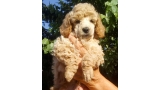 Caniche. Camada 3L. La Cadiera Leonidas. Macho. 6 semanas. Caniche. Camada 3L. La Cadiera Leonidas. Macho. 6 semanas.