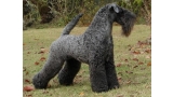 Ch. Dandy Black & Blue Rokoko. Kerry Blue Terrier.  Ch. Dandy Black   Blue Rokoko. Ch. Dandy Black & Blue Rokoko. Kerry Blue Terrier.  Ch. Dandy Black   Blue Rokoko.