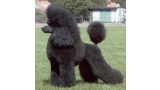 Caniche.  Ch. Kudos Sophisticated Lady.