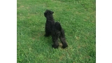 La Cadiera Kloti. Kerry Blue Terrier.