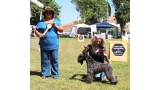 Kerry Blue Terrier.  Ch. La Cadiera Geisha. Exc. 1ª CCC BOS.