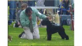 Kerry Blue Terrier. Ch. Ivanhoe de La Cadiera. 