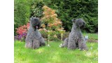 Kerry Blue Terrier. Simply the Best de La Cadiera   Kiki