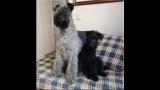 Kerry Blue Terrier. El caracter del Kerry Blue Terrier. Mishka & Chloe