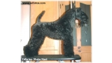 Kerry Blue Terrier.  Ch. Edbrios Mata Hari.