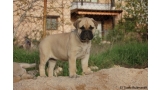 Bullmastiff. Artemisa De El Tiaso.