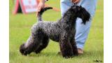 Kerry Blue Terrier. Multi Ch. Bluemont Analivia Purabella at La Cadiera Kerry Blue Terrier. Multi Ch. Bluemont Analivia Purabella at La Cadiera