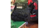 Scottish Terrier.  Ch. WIZZARD OF OZZ AT TREYSAS TERRA ALITE.