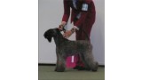 Kerry Blue Terrier. La Cadiera Galadriel. European Winner & Jr. Champion.