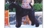 Kerry Blue Terrier. Ch. Jacinta de La Cadiera. 