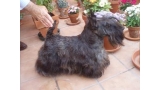 Scottish Terrier.  Ch. Dundee Boogie Woogie.