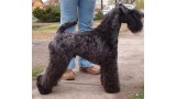 Kerry Blue Terrier. Dinnyesvarosi Chippendale.