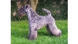 Kerry Blue Terrier. Kerry Blue Terrier.