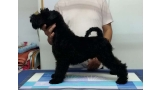 Kerry Blue Terrier. La Cadiera Imperator. Con 3 meses plantado en la mesa