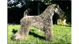 Kerry Blue Terrier.