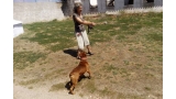 Coco jugando con Maribel en la Residencia Canina La Cadiera en Avila