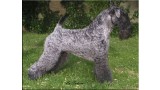 Kerry Blue Terrier. Multi Ch. Vin Diesel de La Cadiera